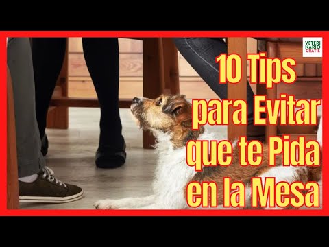 ✅ ¿CÓMO EVITAR QUE MI PERRO PIDA COMIDA CUANDO ESTOY COMIENDO? ✅ CON ESTOS 10 TIPS