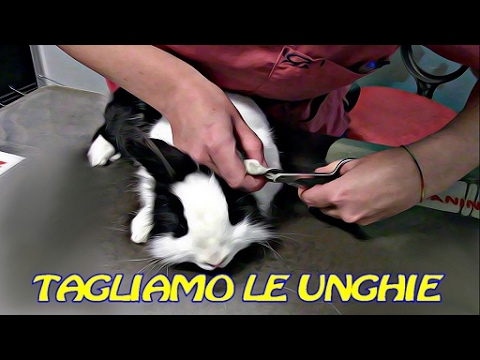 Targhe da vermi e parassiti di una vasta gamma È una vergogna per andare al dottore con vermi