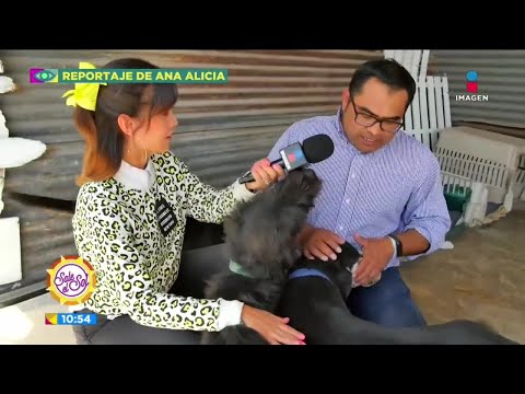 Ana Alicia visita un refugio para perros que han sufrido violencia | Sale el Sol