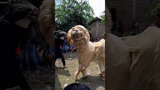 Download lagu PERTARUNGAN BANTENG VS SINGA #bantengan  #singa #bantengmacan mp3