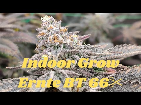BLÜTETAG #66 [INDOOR SCROG GROW] RS11