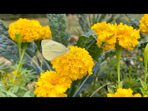 It's Only Natural | Patreon Zoom Sangha | 10-3-2021