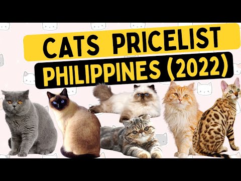 🐱 CATS Price list 2022 Philippines | All Breeds | Cartimar, Tiendesitas Pet Shops