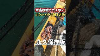 ホタルイカ大漁GETする方法🦑#ホタルイカ #糸魚川ホタルイカ #新潟