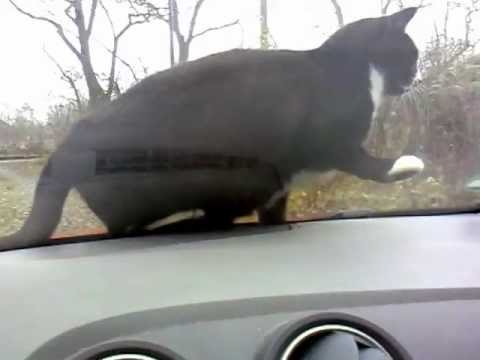 Blöde Katze fährt auf  Motorhaube Auto . ( Funny Cat of the Car)