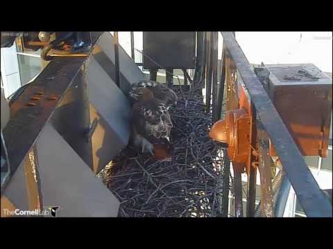 Cornell RTHA Cam  Our Pair of Hawks Arrive For Nest Inspection!  7:22 am  _2.28.14_