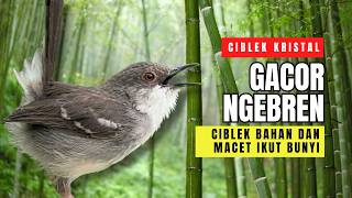 Download lagu Ciblek Crystal Gacor Ngebren Long Shot | Umpan Pancing Kuat Ciblek Lazy Sound and Jam mp3