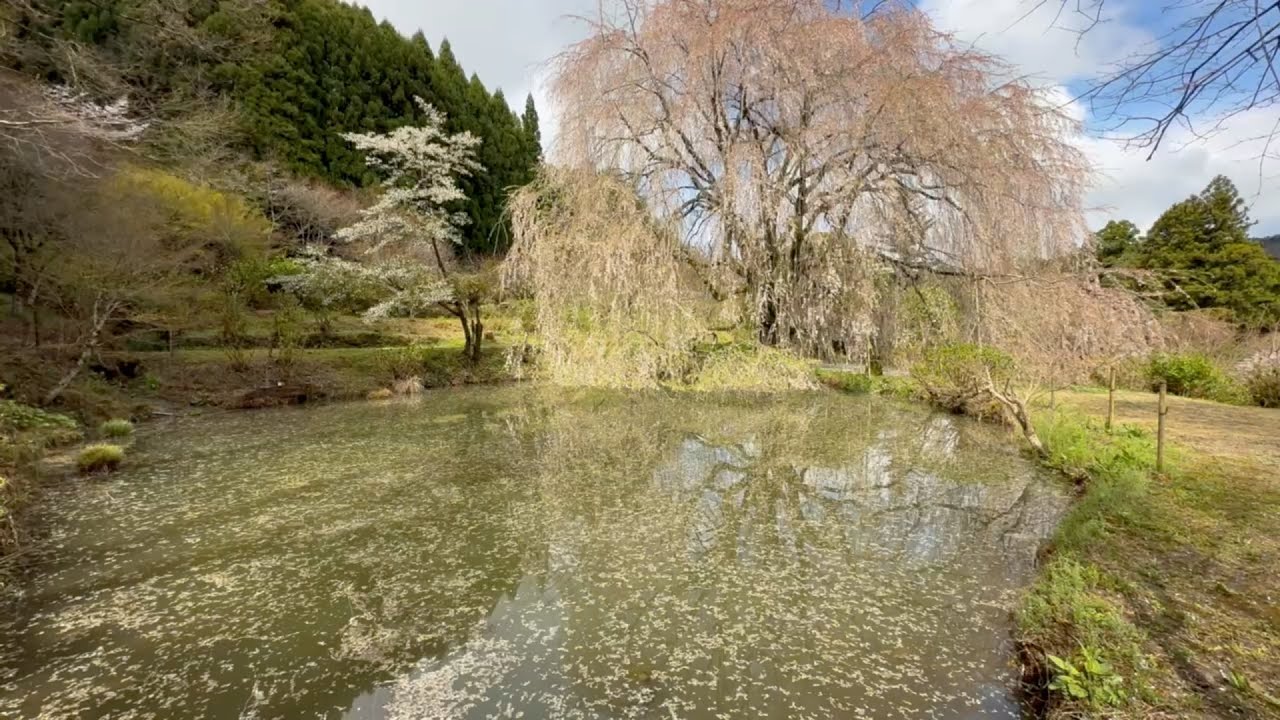 2026/04/05　超超超撮り頃です！　相野の花（しだれ桜）　その６　〜愛媛県内子町〜
