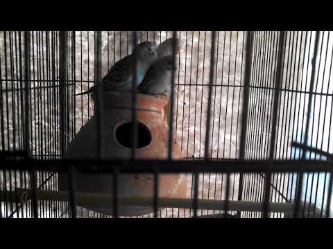 Adeeba birds farm & pets