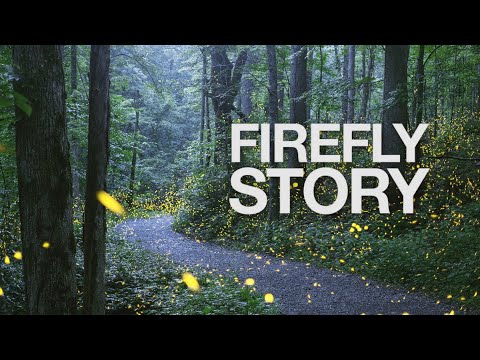 Firefly Story - Firefly Path