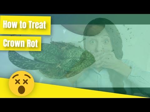 Consiglio della settimana di Norman Fang del 05/06/21