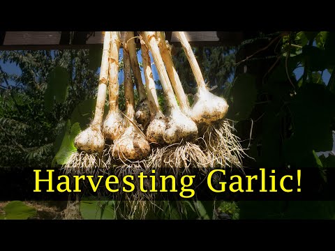How To Grow Garlic Indoors Anytime Anywhere