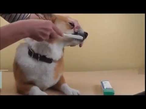 Virbac CET Toothpaste for Dogs & Cats 2.5 oz (70 gm) - Beef Video