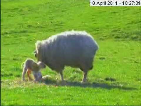 Outdoor Lambing Live!