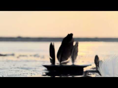 Culeg Vise - Paula Seling (Elven Bird)