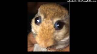 Cover art for livestock auctioneers have surprising rhythm