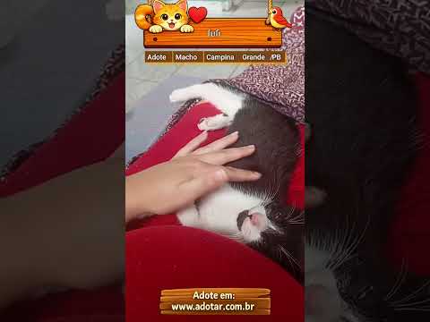 Vídeo de fufi