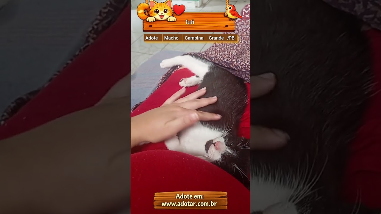 Gato raça SRD-ViraLata idade Abaixo de 2 meses nome fufi