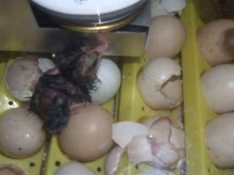 Chicken Hatching