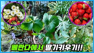 화분에 딸기를 심으면 5년간 수확이 가능해요!! 베란다에서 딸기 키우는법!!