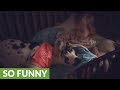 Little Girl Scolds Great Dane For Farting On Her Bed