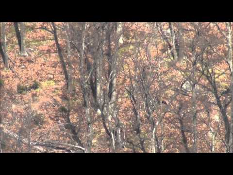 Buck taken with the MTH V15 bullet by Cutting Edge Bullets