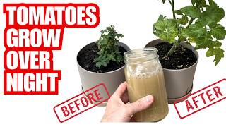 DIY Mix Makes Tomatoes Grow Instantly | SEE THE RESULTS!!!