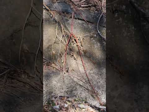 IUCN分類における絶滅の危険性を示す図。