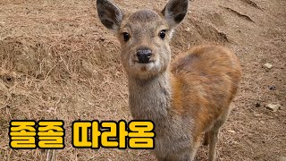 졸졸 따라오는 아기 사슴