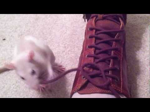 Cool Rat Trick: Untie My Shoe