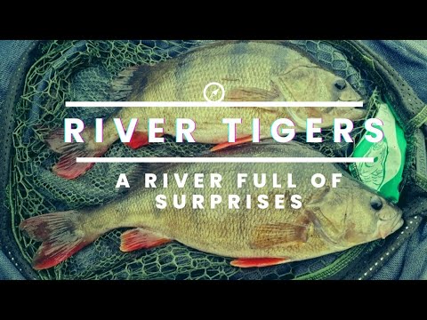 RIVER TIGERS - A River Full of SURPRISES!!!