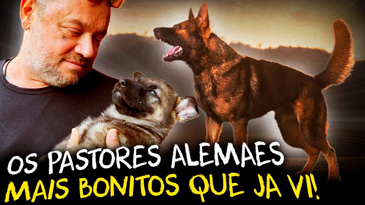PASTOR ALEMÃO DE VERDADE: A LINHAGEM QUE MANTÉM A FUNÇÃO E A BELEZA!