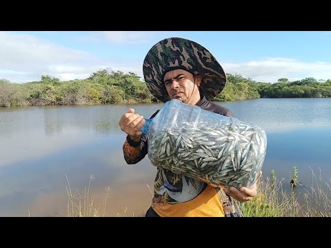 MINHA NOVA CRIANÇAO DE ISCA PARA PESCARIA DE TUCUNARÉ É BAGRE AFRICANO 