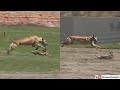 Greyhound Vs Rabbit Videos 2022 Dog Race In Pakistan Hare Coursing