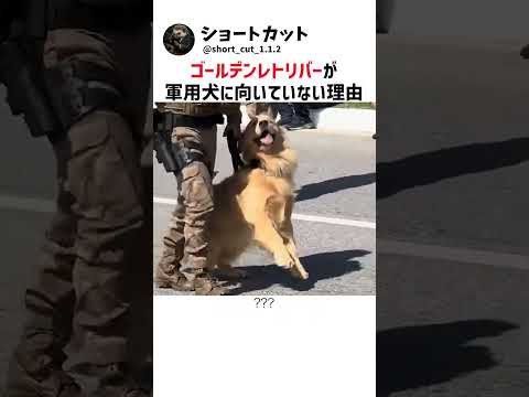 ゴールデンレトリバーが軍用犬に向いていない理由