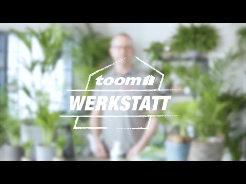 toom Pflanzentipps: Zimmerpalme | toom Baumarkt