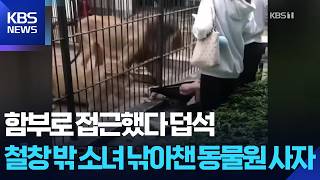 중국 동물원서 사자가 10대 소녀 낚아채… 사육사 부주의가 부른 아찔한 사고