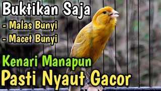 Download lagu KENARI GACOR NGEROL PANJANG PANCINGAN KENARI GACOR... mp3