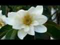 GORGEOUS FLOWERS - JORGE RICO - THEME FROM 'PICNIC AT HANGING ROCK'