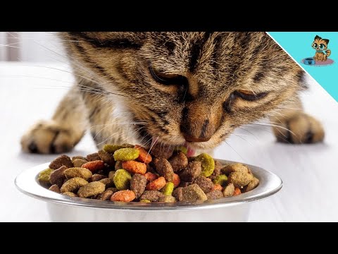THAT Is Why Dry Food Is UNHEALTHY For Cats! (DO NOT Feed)
