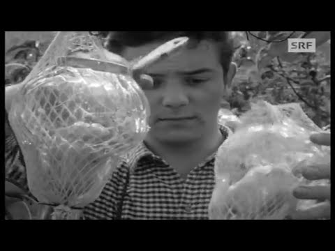 Die Birne in der Flasche  (1968) | SRF Archiv