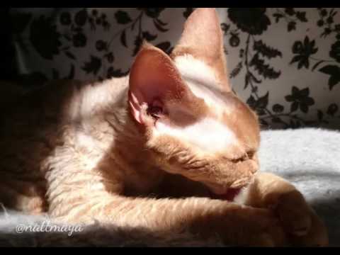 Sunbathing - Ninette the devon rex and Sid the black life guard