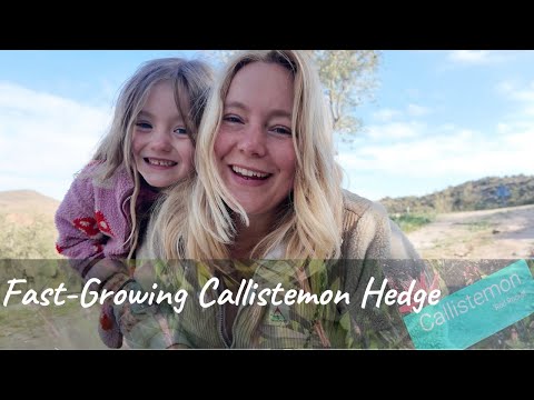 How to Plant a Fast-Growing Callistemon Hedge for Shade and Privacy | Care Tips