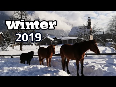 Winter 2019 | Pferde im Tiefschnee | Reiten im Schnee | am Reitplatz reiten im Schnee