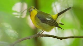 Download lagu Burung Penangkap Lalat Punggung Hijau: Nyanyian & Suaranya! 🐦🌿 mp3