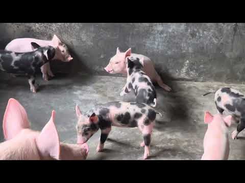 AWESOME MOTHER PIGS -THEIR PIGLETS A must see 🐷🐖🐷