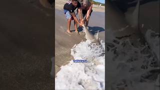 Download lagu Fishing for sharks on the beach #differentvoices #viralvideo #fishing #fish #fishing #tunafish mp3 Download lagu Fishing for sharks on the beach #differentvoices #viralvideo #fishing #fish #fishing #tunafish mp3