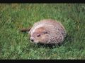 The Groundhog Blues Video.wmv _ Uncle Evil