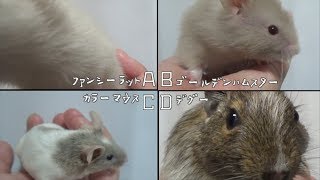 ラットとデグーとマウスとハムを見比べてみてね！(ゆっくり実況音声あり)
