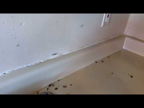 A Large Cockroach Infestation in the Kitchen in Waretown, NJ